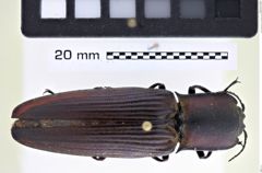 Foto (Dorsalansicht) von Chalcolepis similis (NHMW-ZOO-COL-0008173)